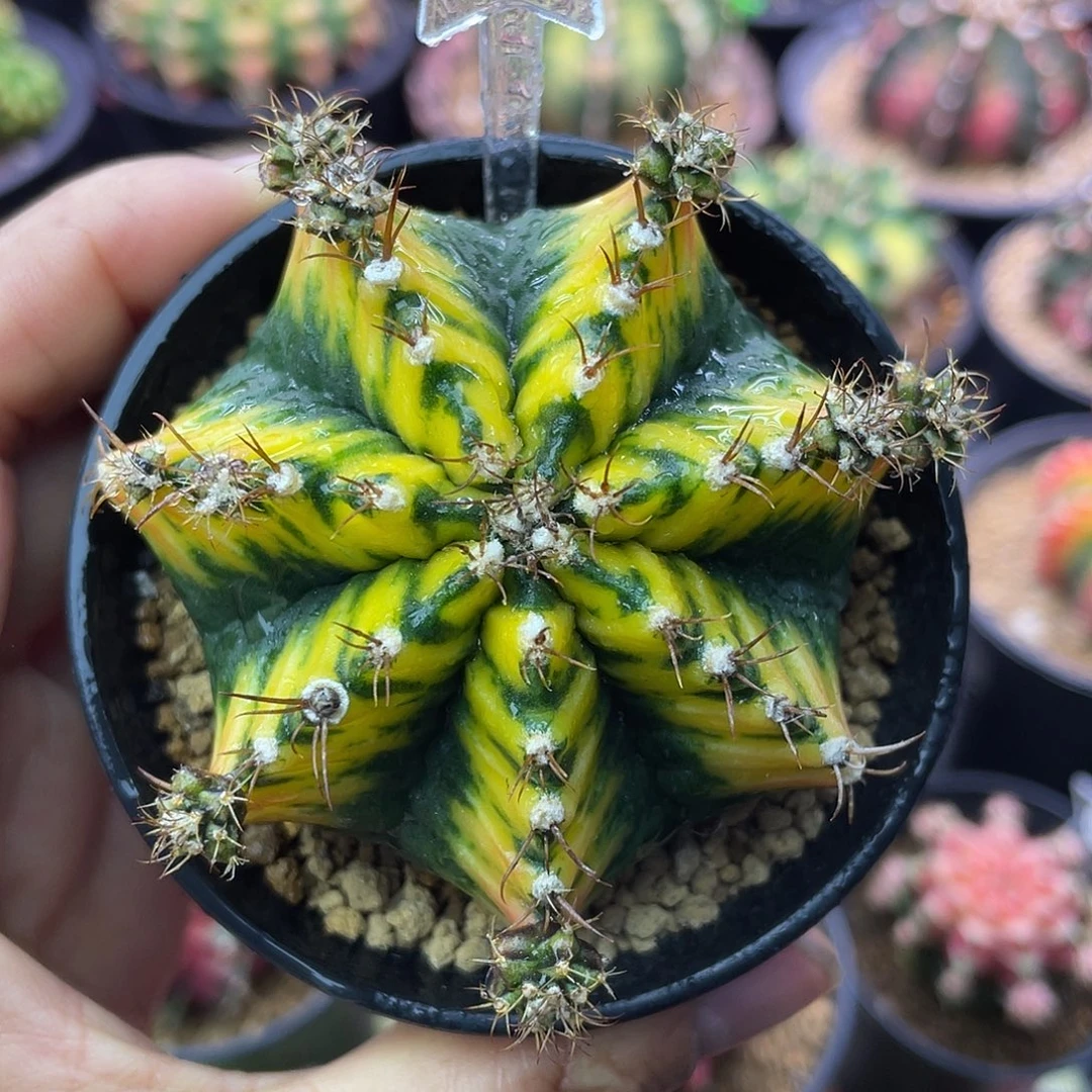 1-128米哈锦6.5厘米