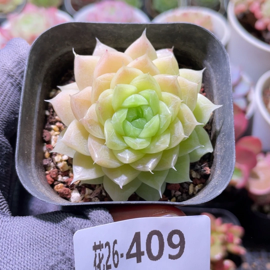花利美26-409麦秆