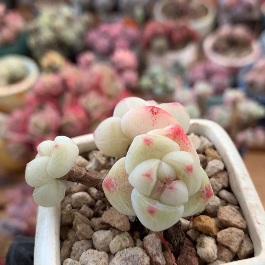 冰玉一物一拍 054