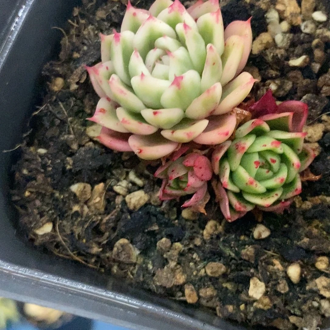 576蝴蝶飞锦多肉植物