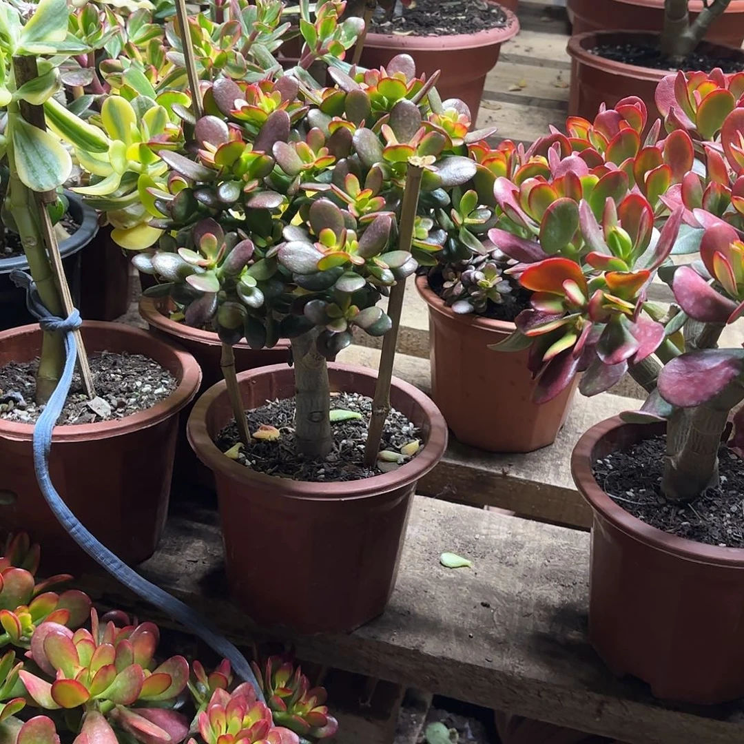 ^***！0733糖果姬红花月带土发货