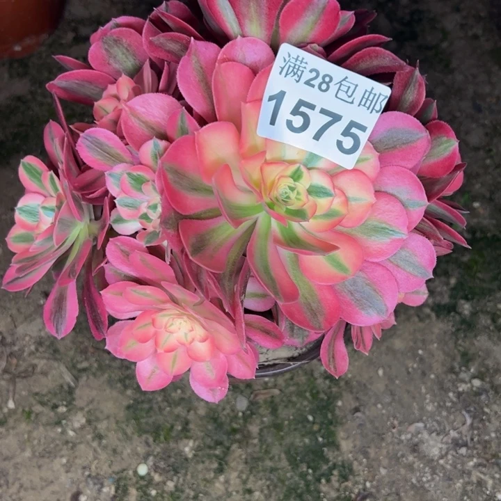 1575女巫多肉植物