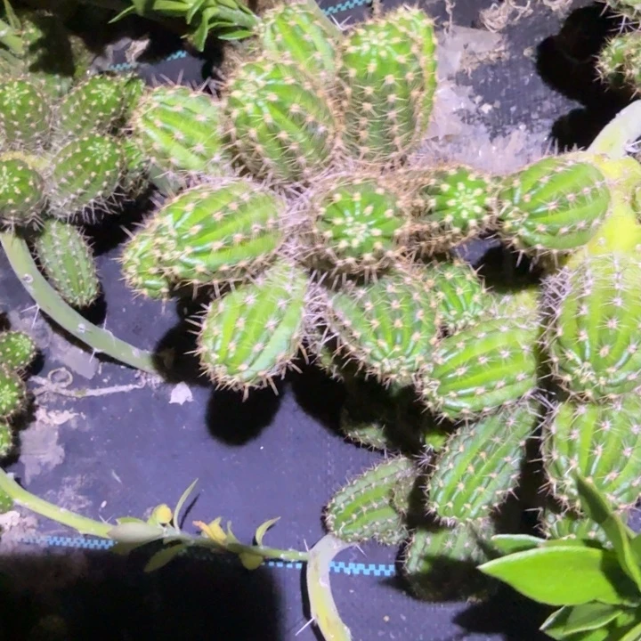 矮胖白檀481群生421