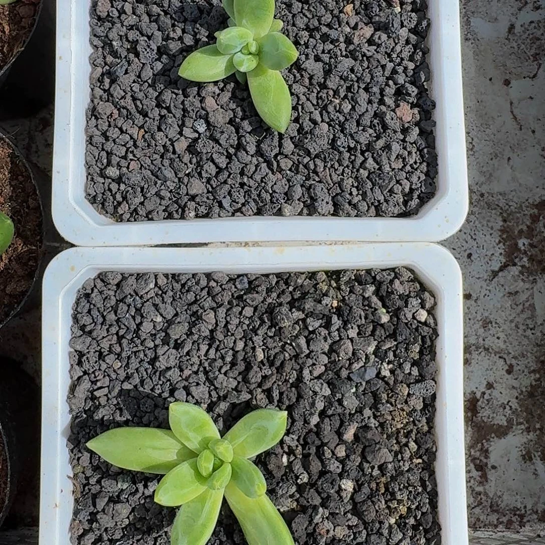 朵唯奇 单头 一物一拍