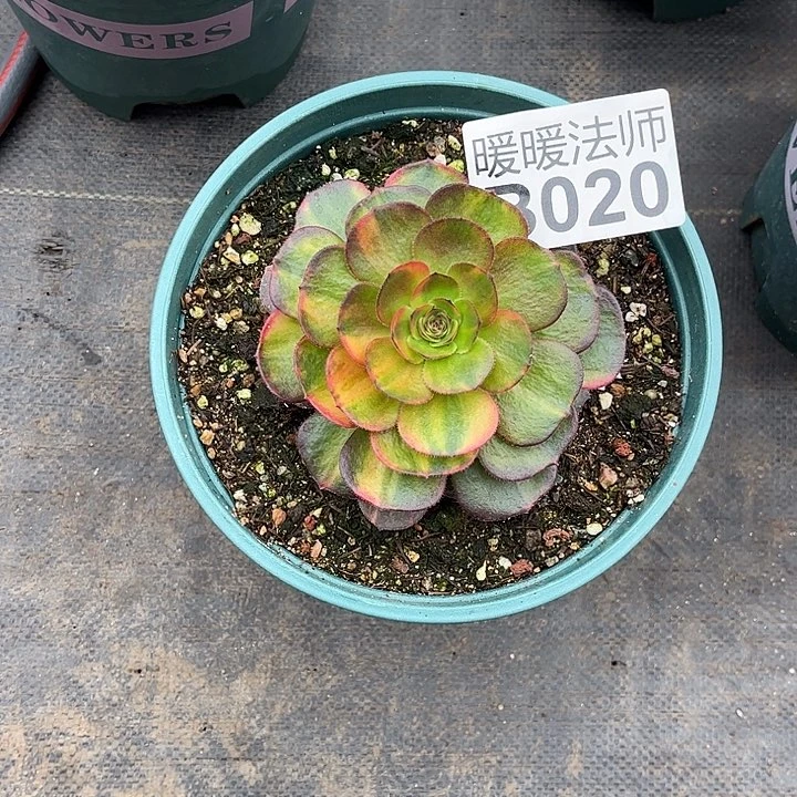 恒*020七彩万圣节漂亮漂亮