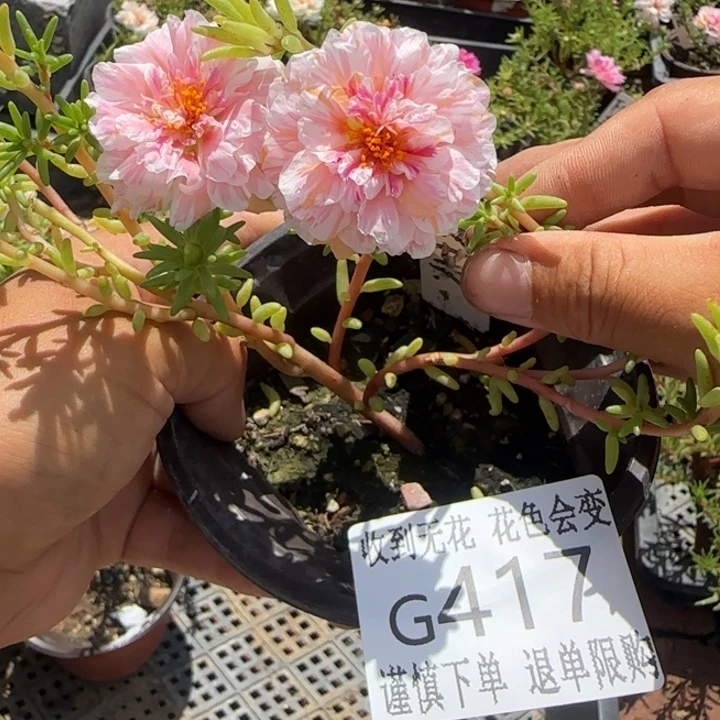 无花朵G417超小苗盆口10cm可能有虫