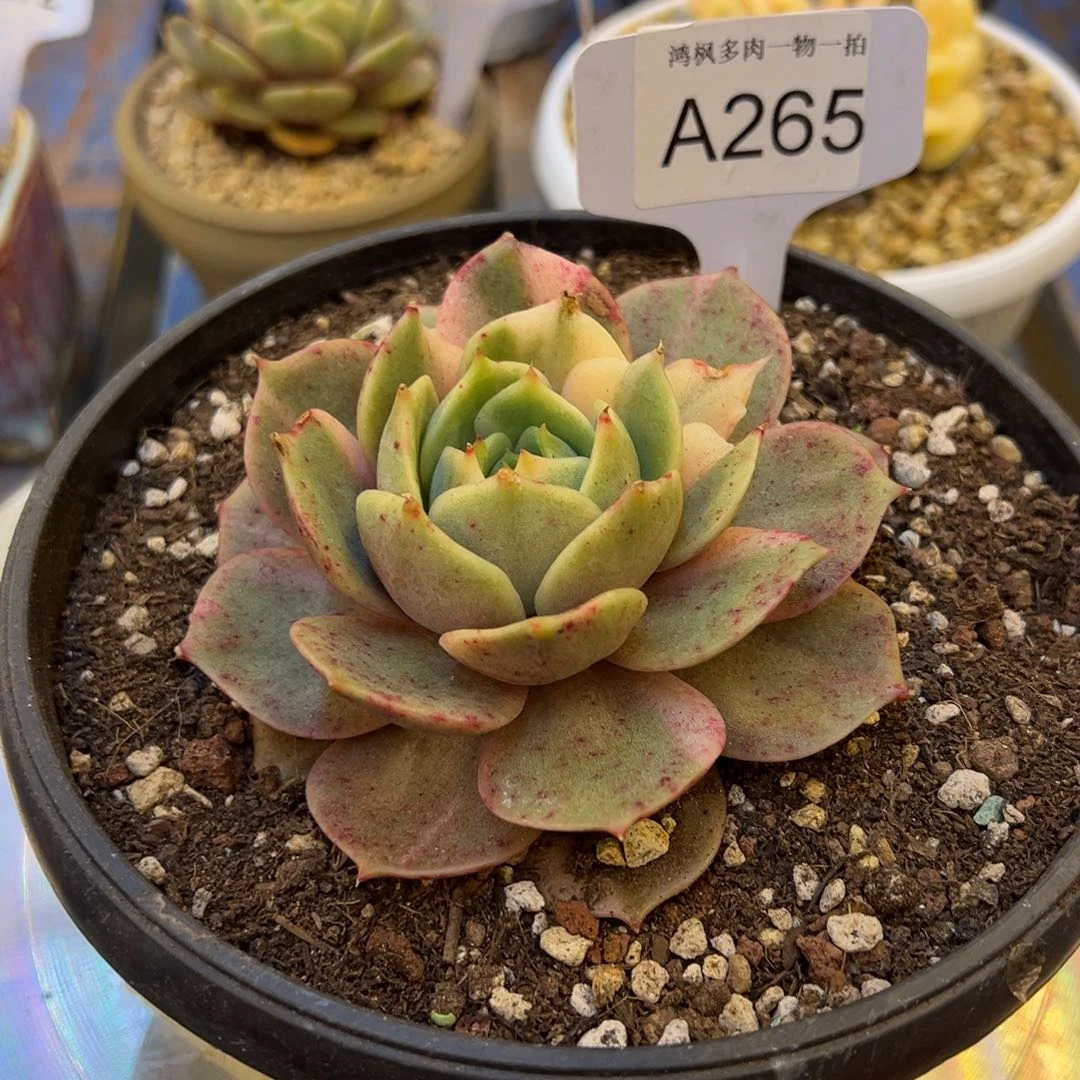 贝加尔湖锦，，，，，，，，，，，，，，，，，，，