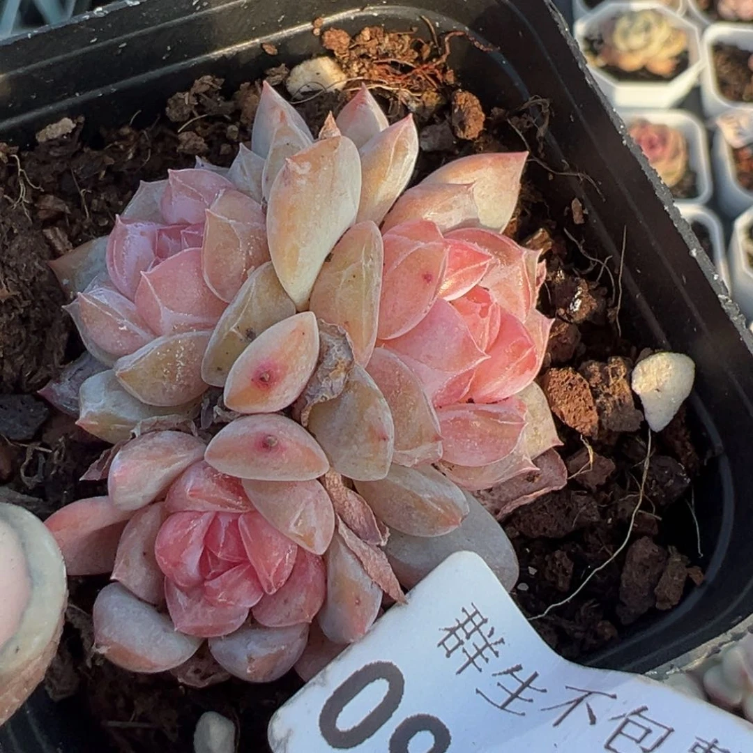 紫**云小卡拉米糖心一物一拍9-78