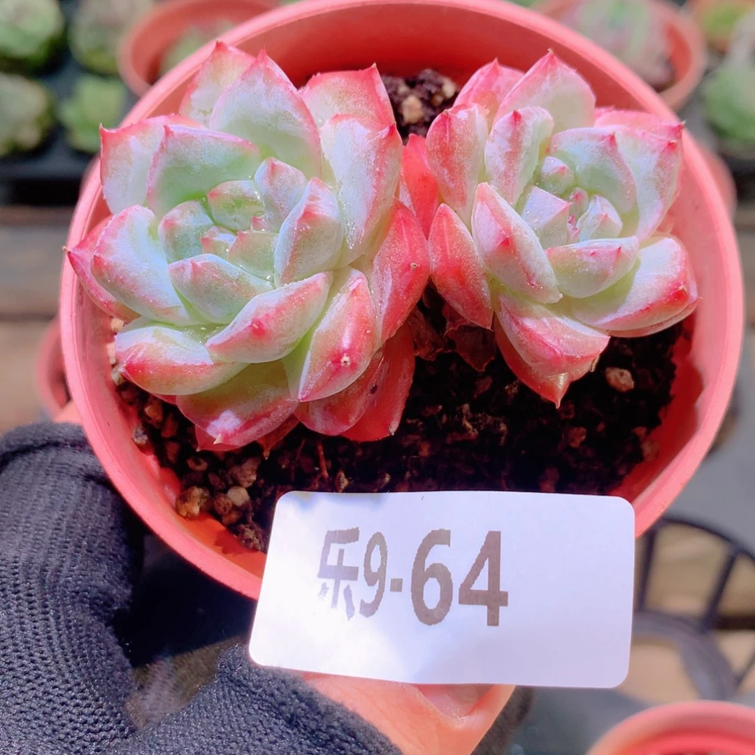 乐然9-64 粉钻双头
