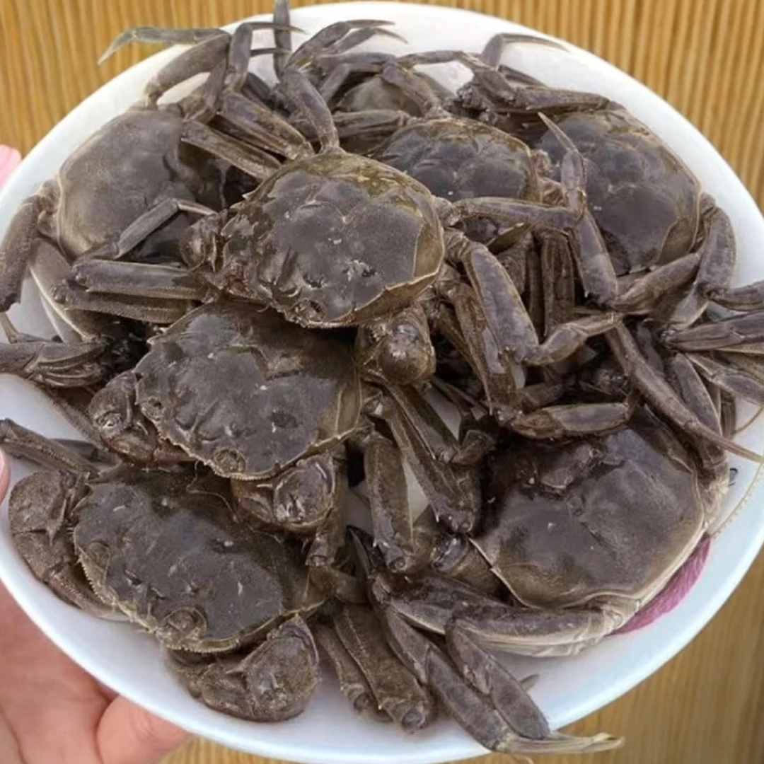 【活蟹】盘锦河蟹0.8-1.1两小号母蟹20只