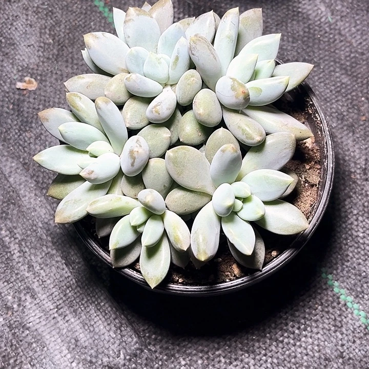 哥特12号码牌子的话题