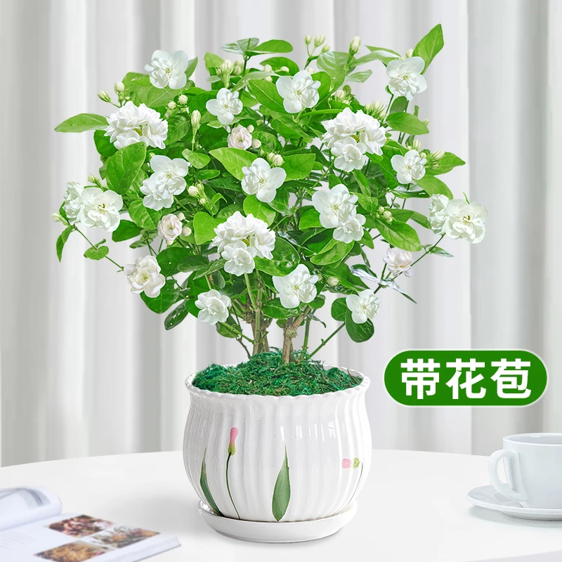 茉莉花盆栽花卉植物室内外花草带花苞四季常绿开花芳香客厅阳台树