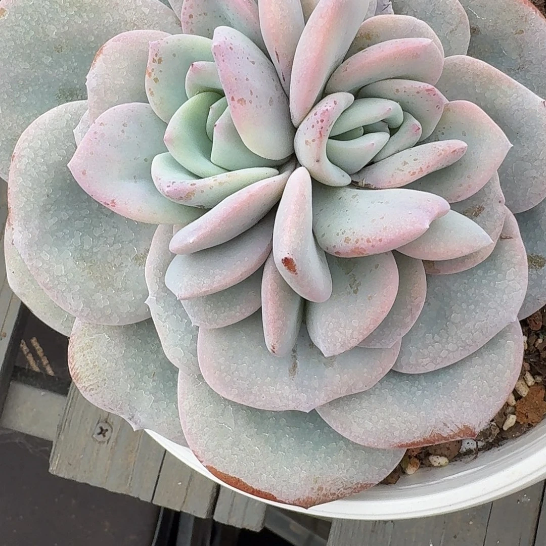 #407 售后范围：签收起7天内