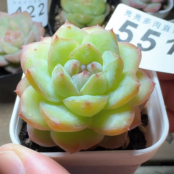 开播福利多肉植物