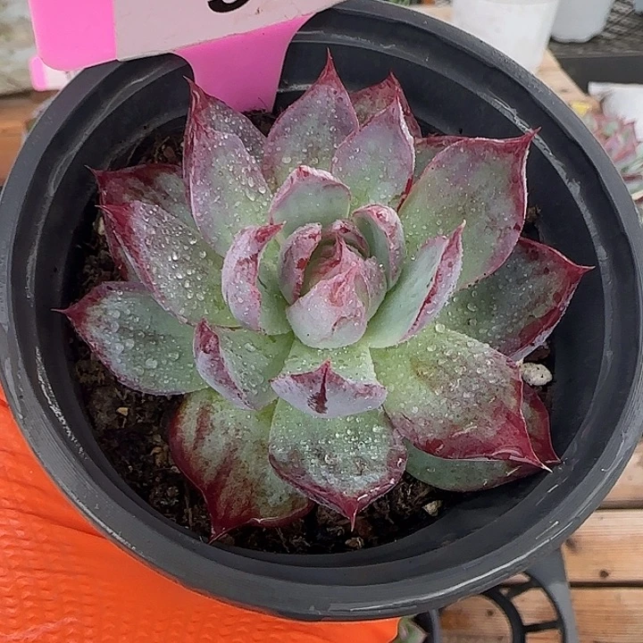 38 惊鸿仙子多肉植物