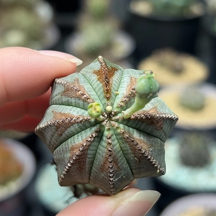 40欧系老布纹实生根公母同株