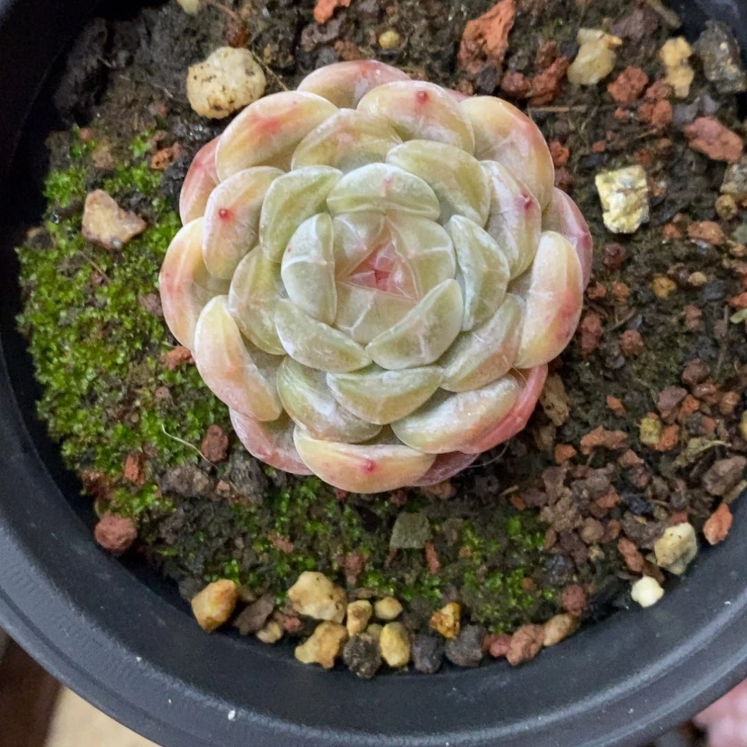 精品多肉一物一拍不包整173