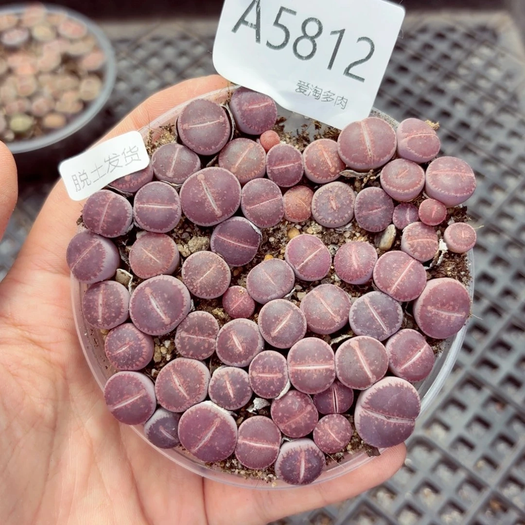 5812—生石花 生石花