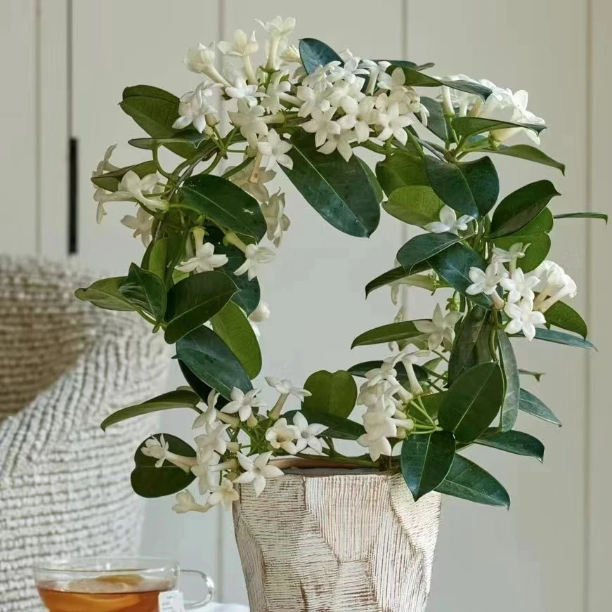 虹越 | 马达加斯加茉莉盆栽苗常绿爬藤植物新娘花阳台花园植物