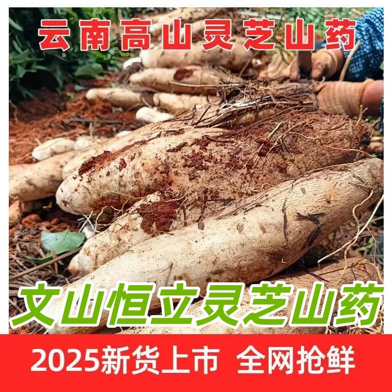 【黄丽婷-优选好物】云南正宗灵芝山药新鲜现挖现发 坏果包陪