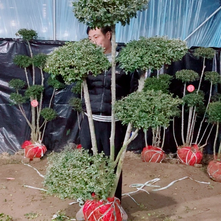 一物一拍一物一拍