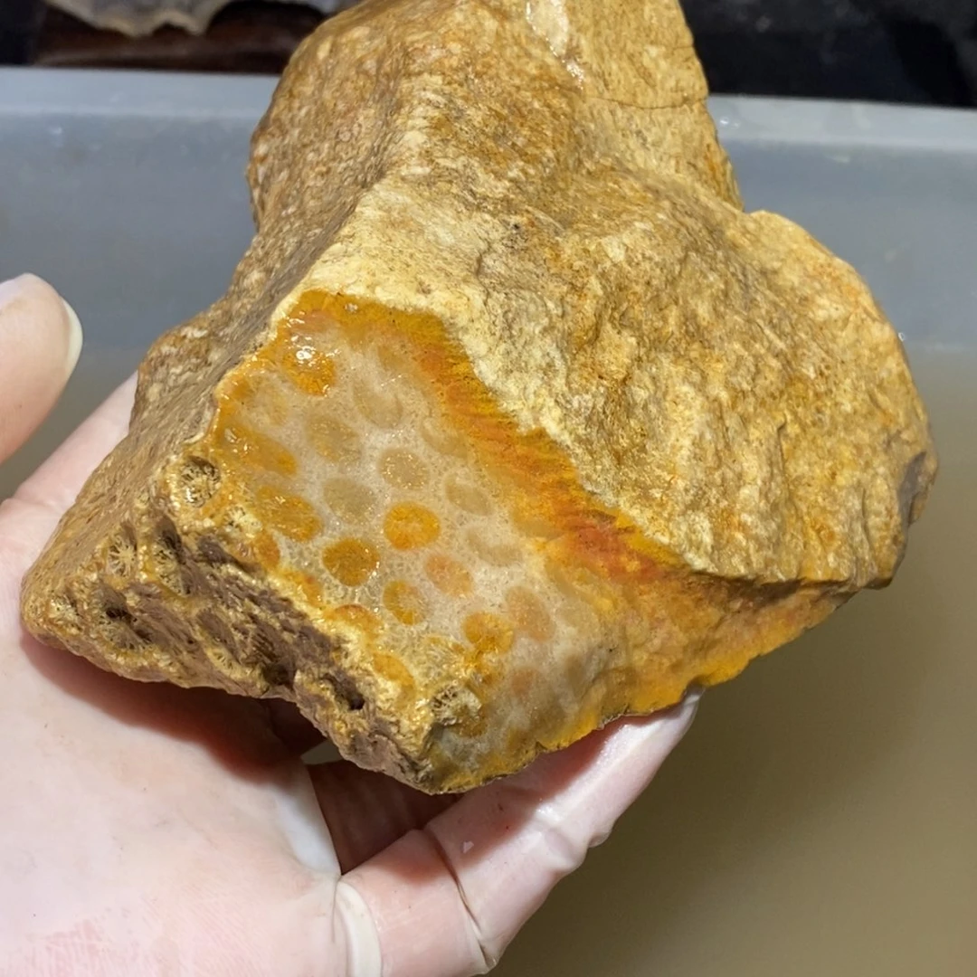 【闪购商品】硅化玉珊瑚玉未镶嵌