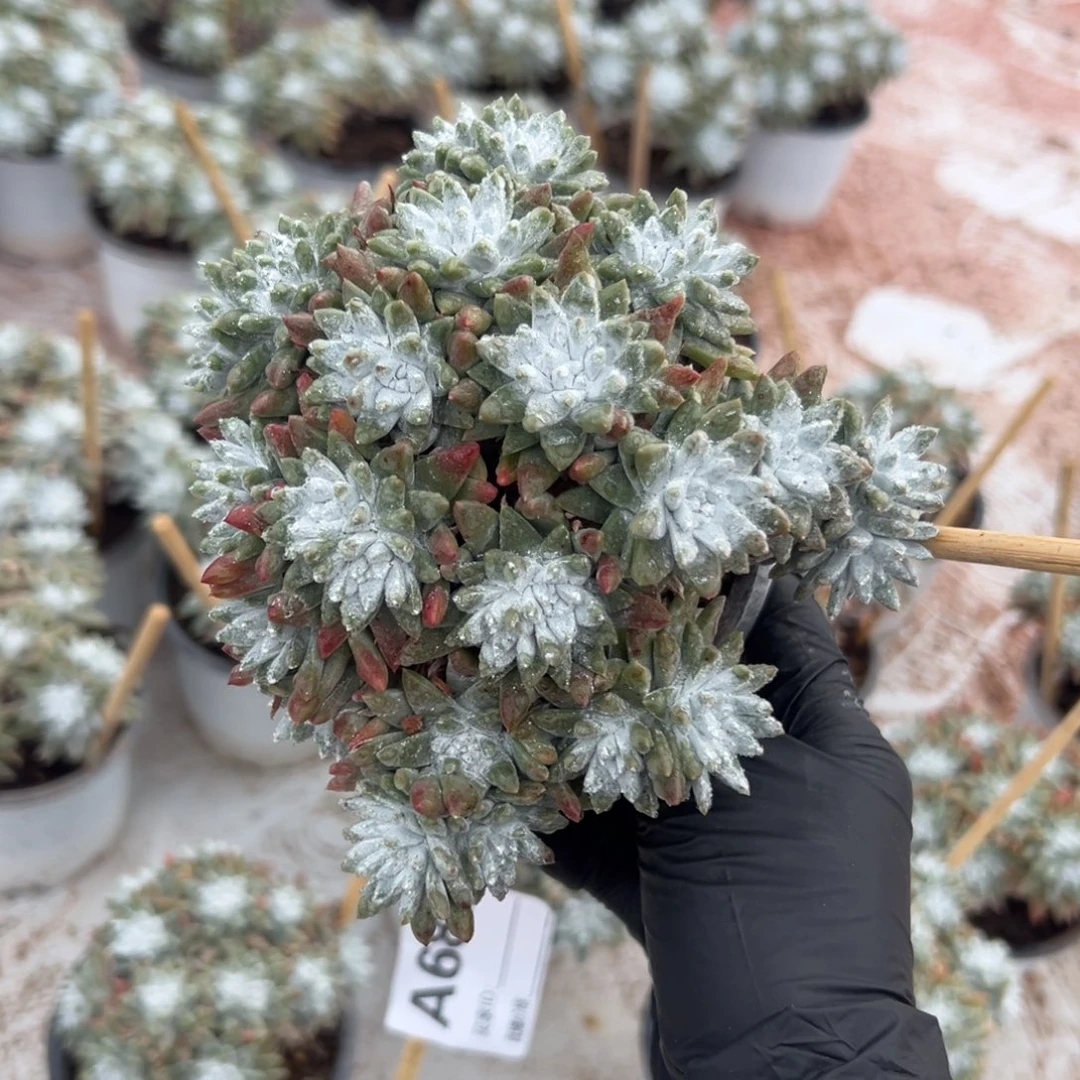 20头大脸白菊～一物一拍685