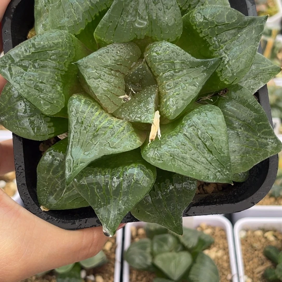 834阿寒湖哈哈哈哈哈哈