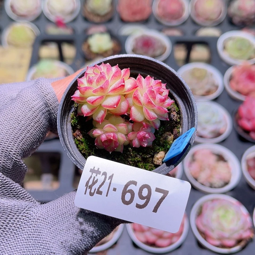 花21-697女王小群