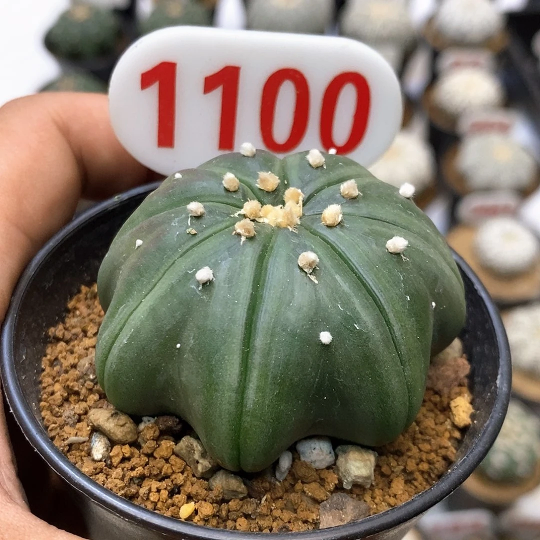 1100琉璃海星福利特价咯