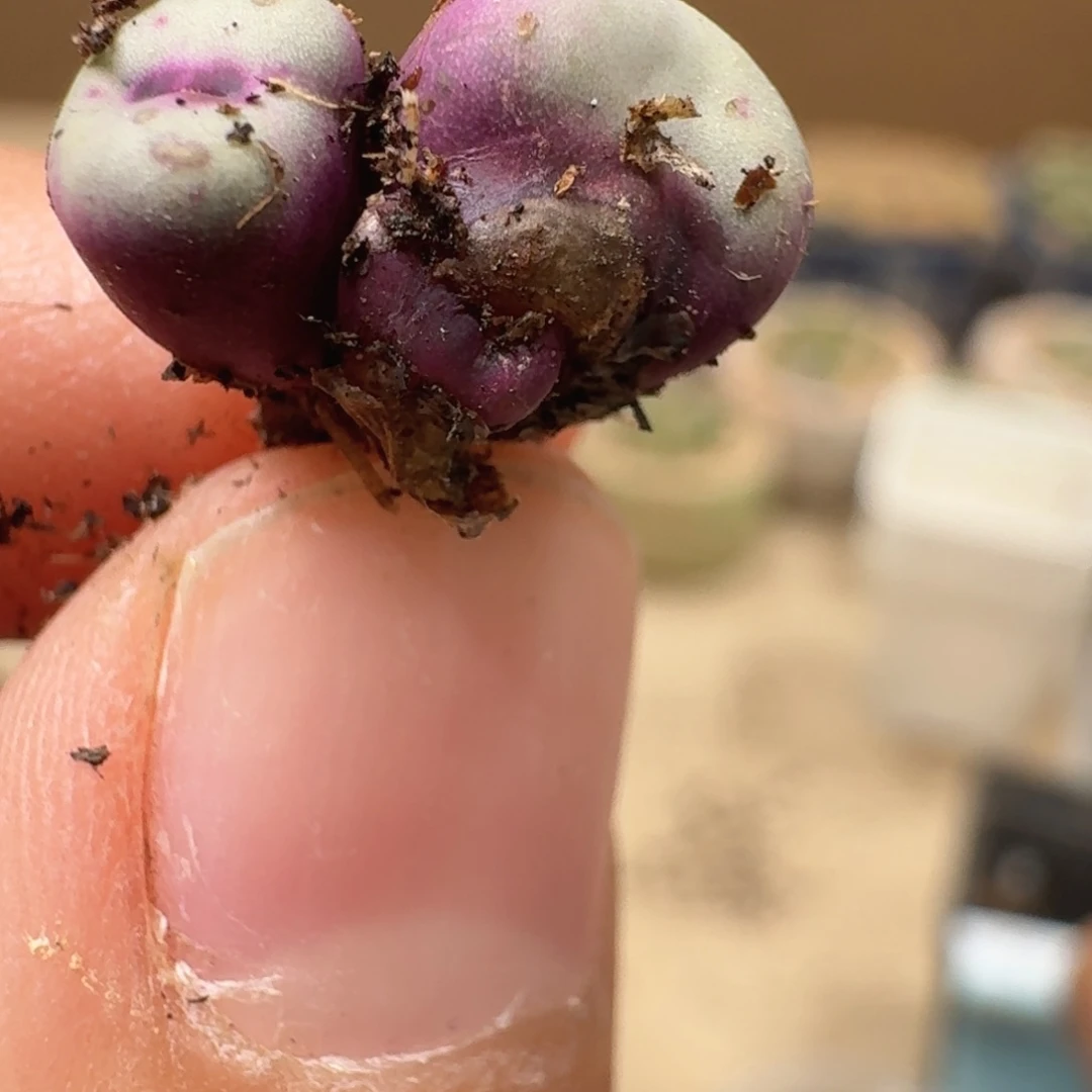 和***红196ppppppppppppppp