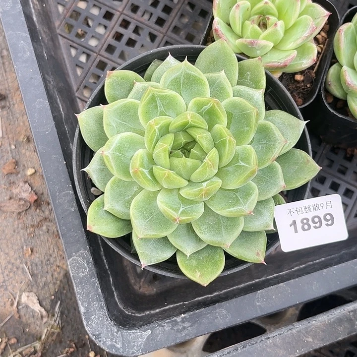 阿雅园艺。       1899钻石珍妮