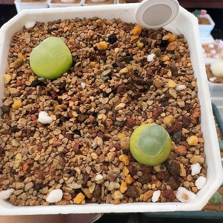 多肉植物福利拉登49