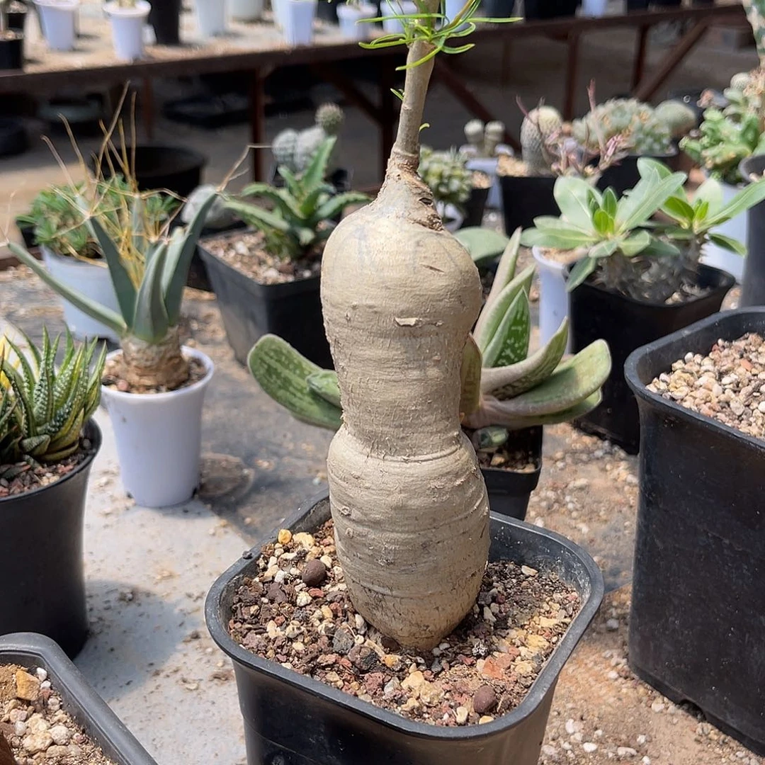 柳叶麒麟块根一物一拍