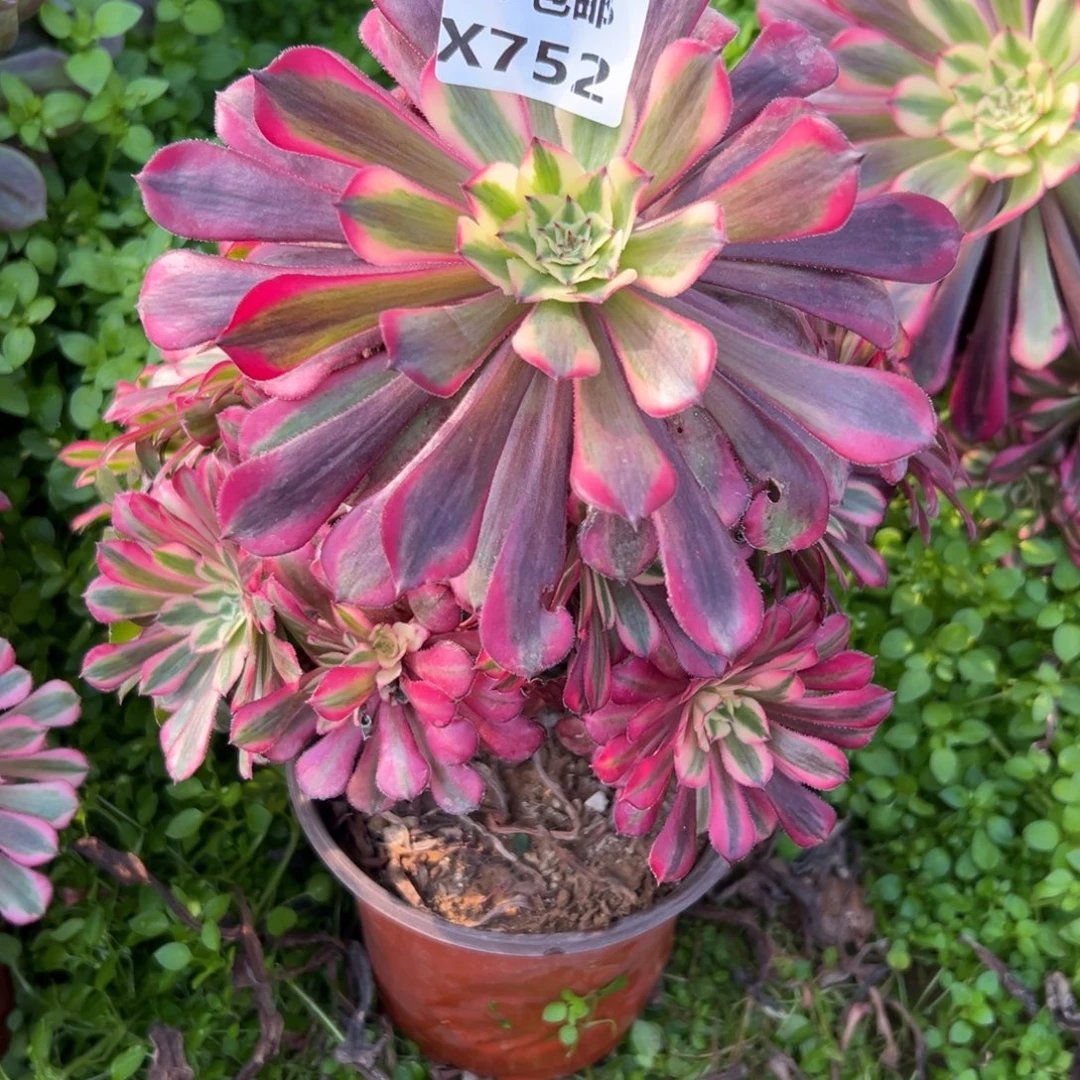 752红铜白，满20包邮嘟叮熊