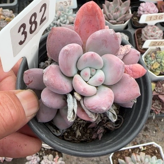 382奥普琳娜多肉植物多