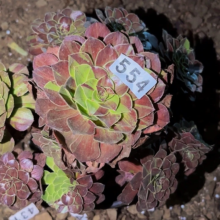 554花月夜多肉植物