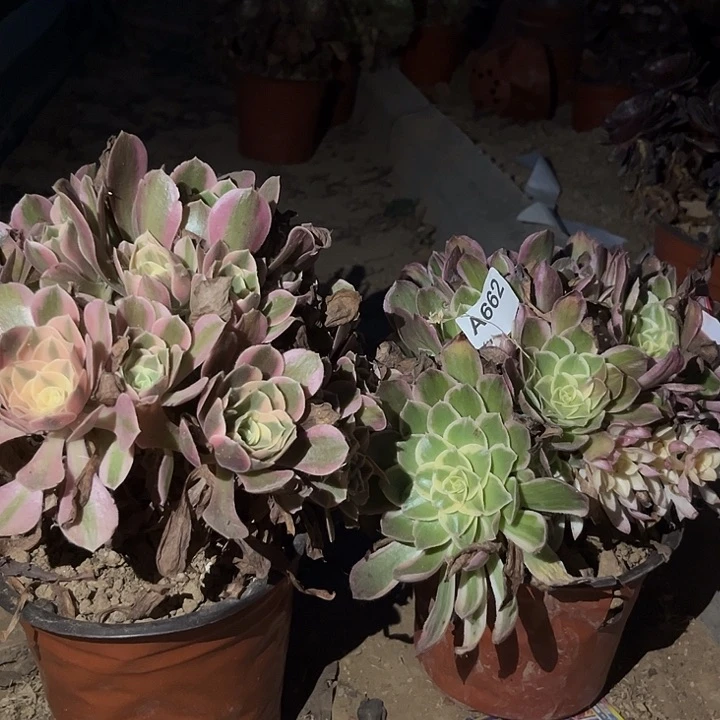 孔雀玲妖月多肉植物662
