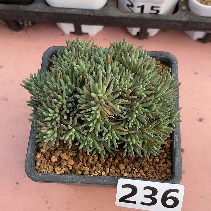 236晶珊瑚块根植物