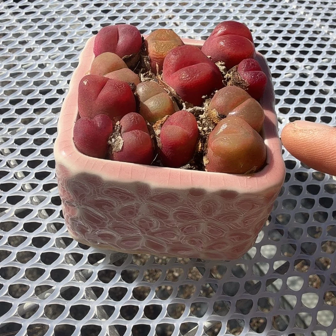 毛汗尼带盆多肉植物
