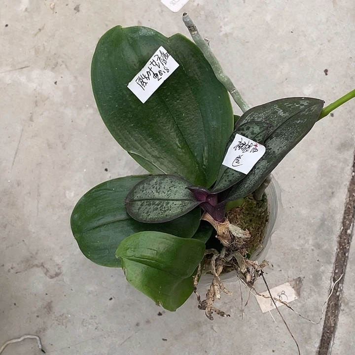 一***子完全开放处理原生叶艺盲盒送西交黄史不售后