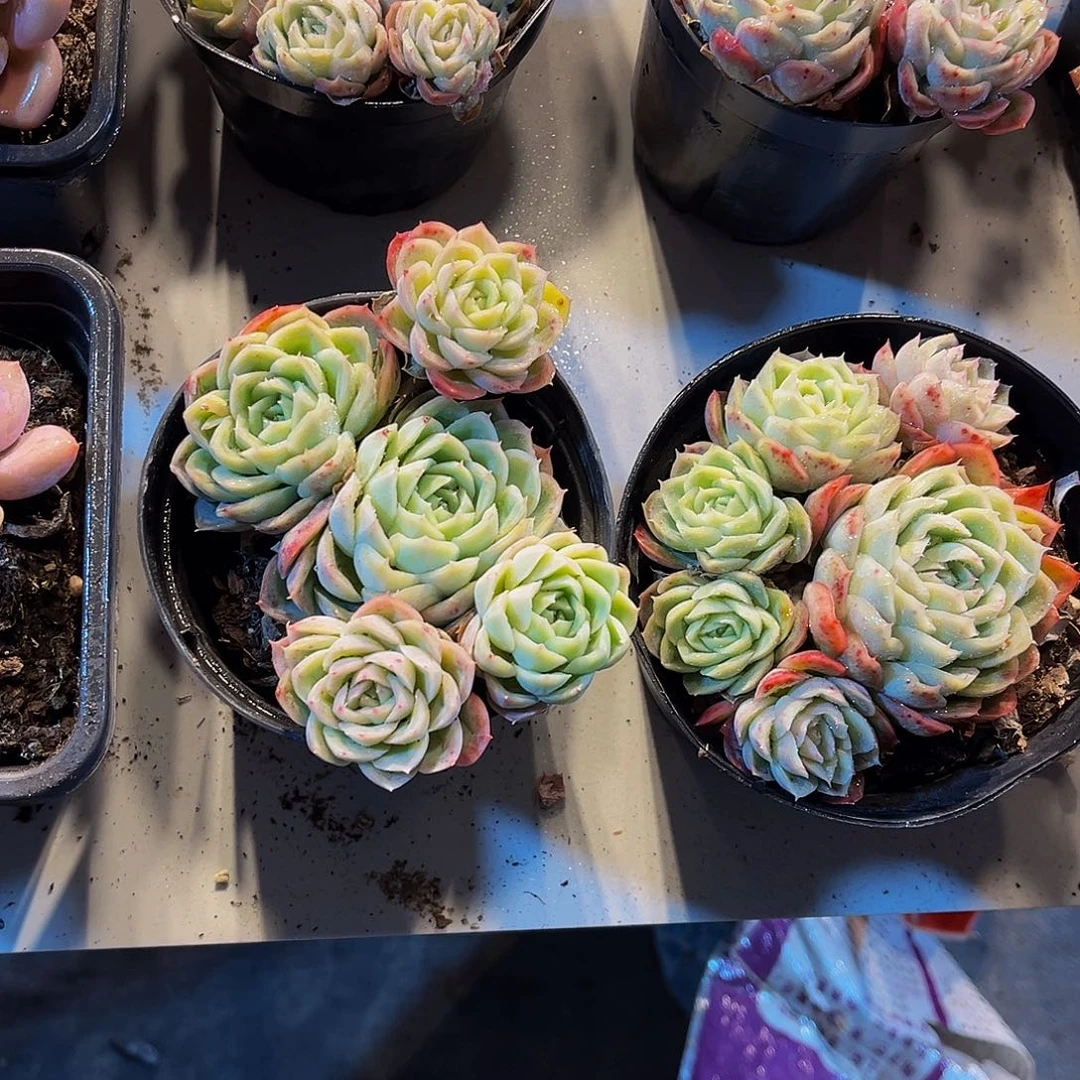 四月多肉 9.9一单包邮