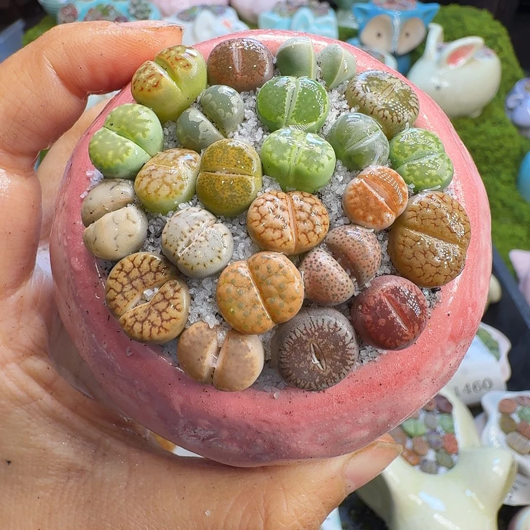 多肉植物福利冲566