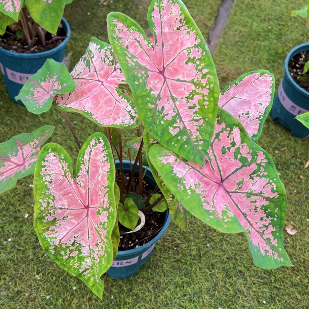 无花朵粉色飞溅彩叶芋02