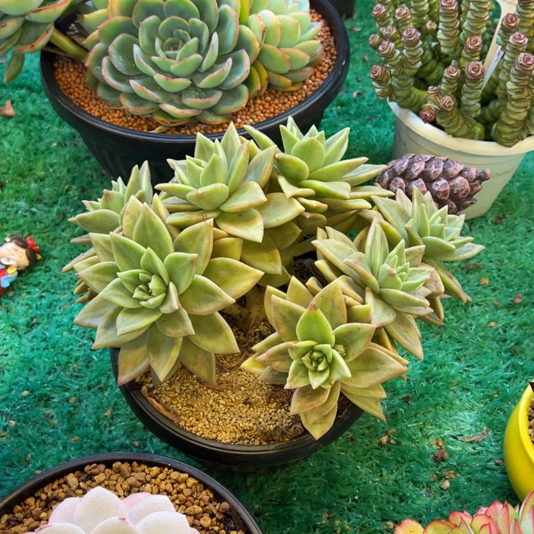 黄金表丽娜，，，，，，，，，，，，