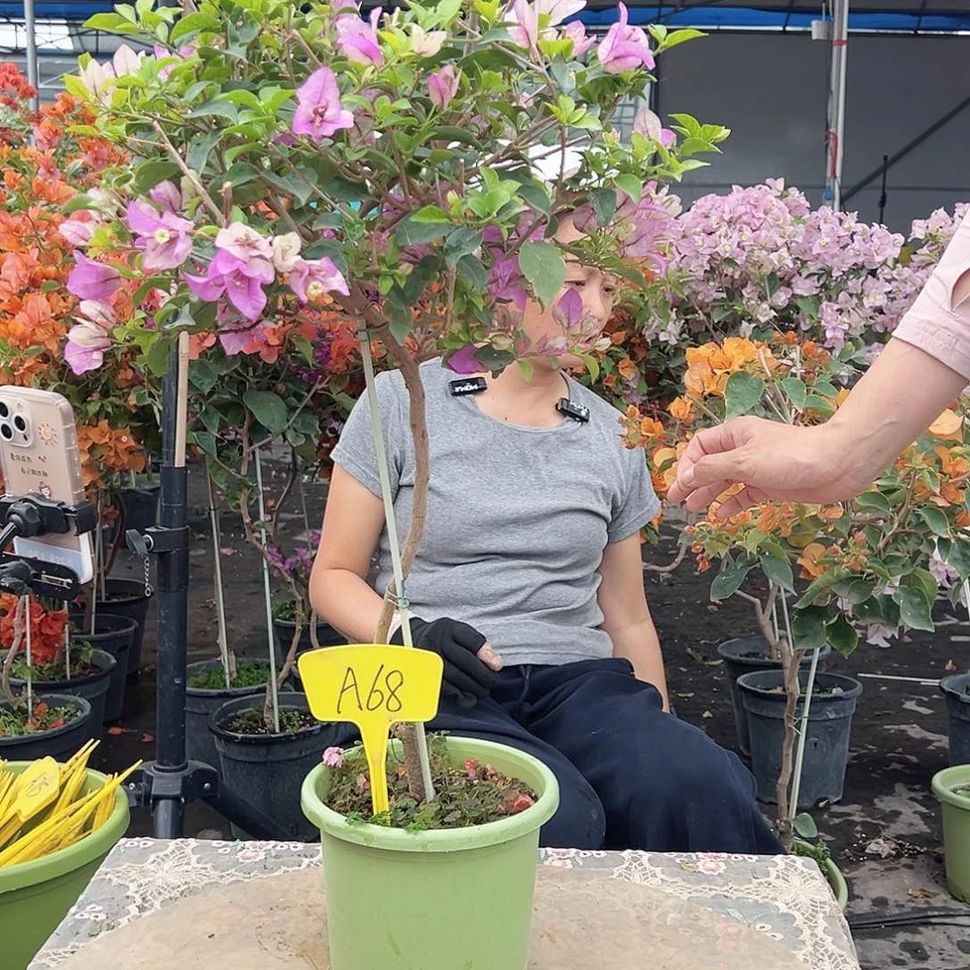 微***_大部分花苞少量开放A68雪紫