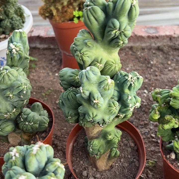 当前无花栽培后可以开花紫云罗汉20公分，多一颗