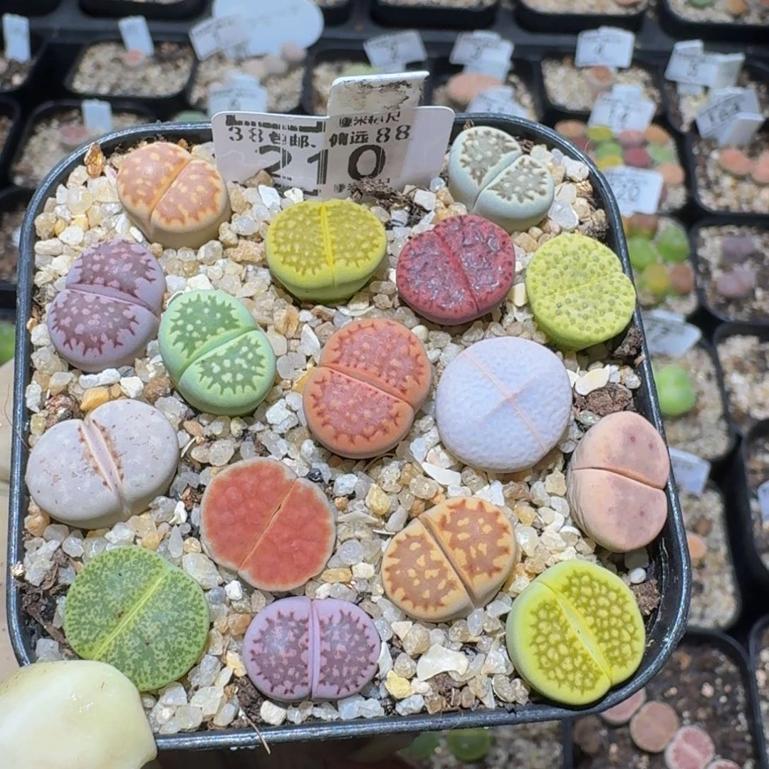 zzzzz精品生石花210