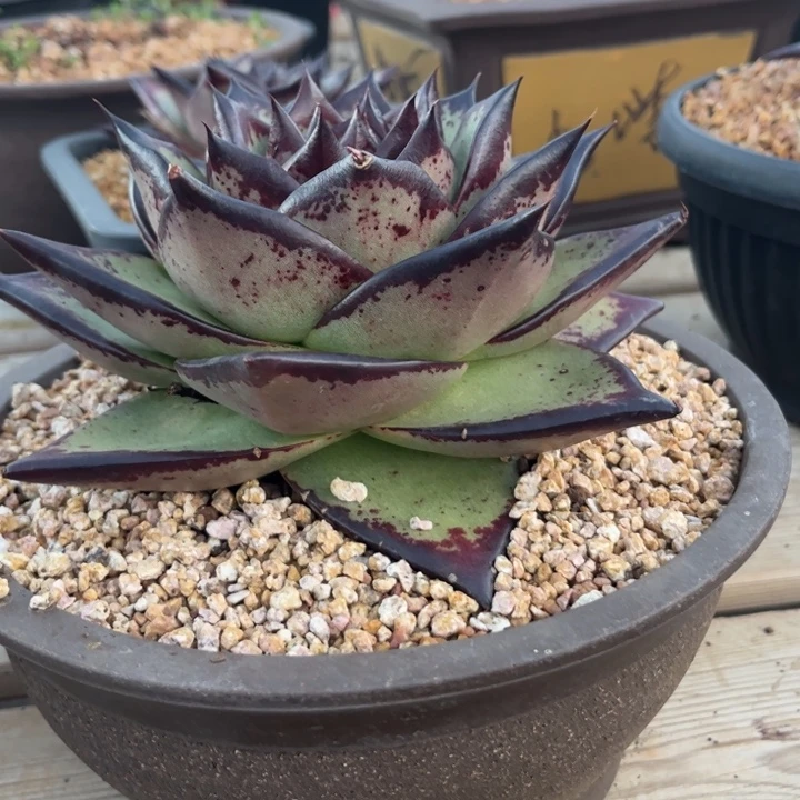 青皮大宽叶111111111