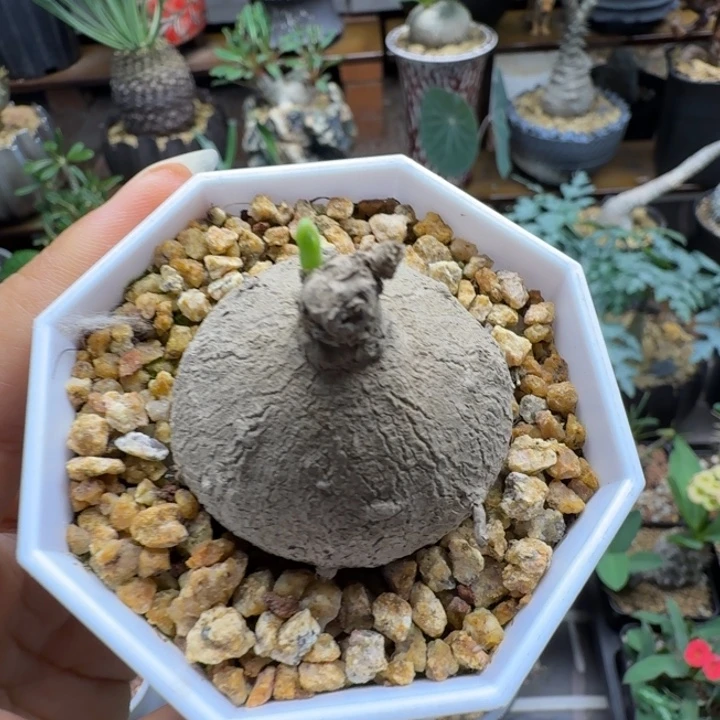 素可泰 349 仙人球